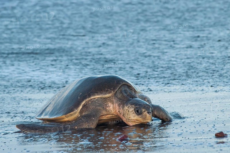 Olive Ridley Sea Turtle (Lepidochelys olivacea)