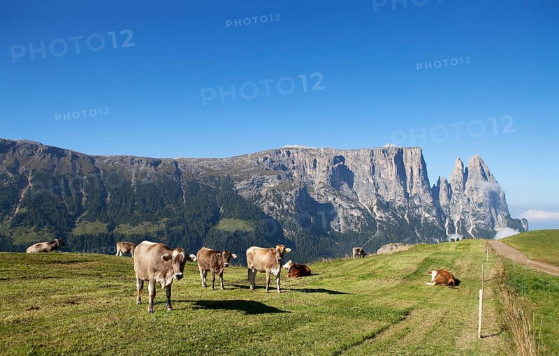 Cows on a pasture