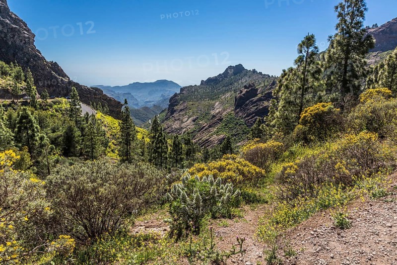 Canary Islands' Giant Burgloss (Echium decaisnei)