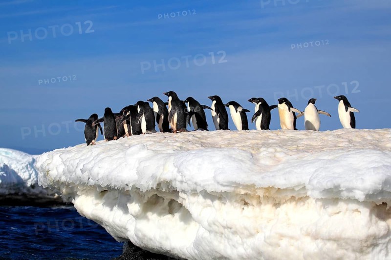 Adelie Penguins (Pygoscelis adeliae)
