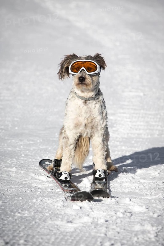 A dog with snow goggles