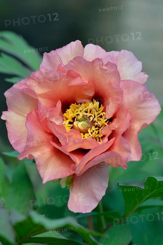 Tree Peony (Paeonia suffruticosa 'Exotic Era')