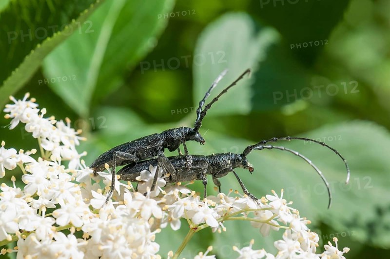 Capricorn Beetles (Cerambyx scopolii)