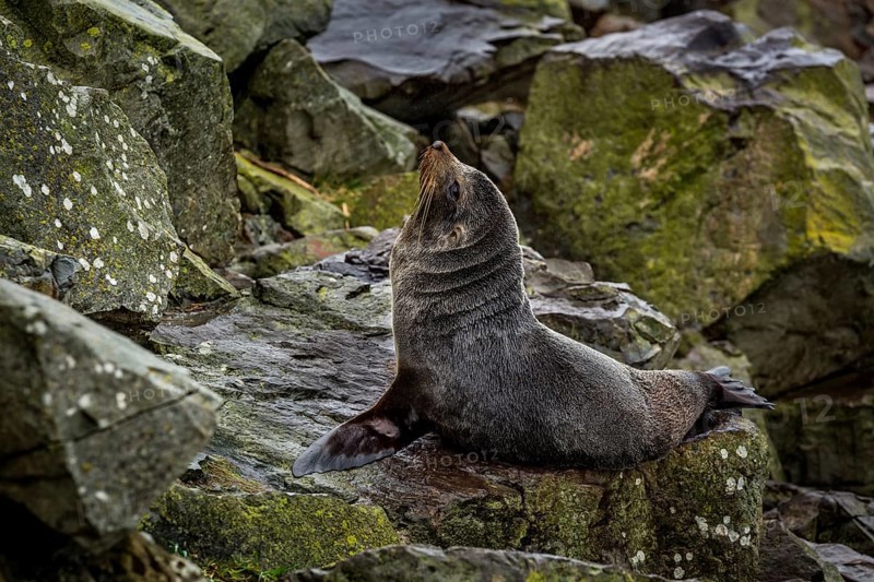 Southern Fur Seal (Arctocephalus forsteri)