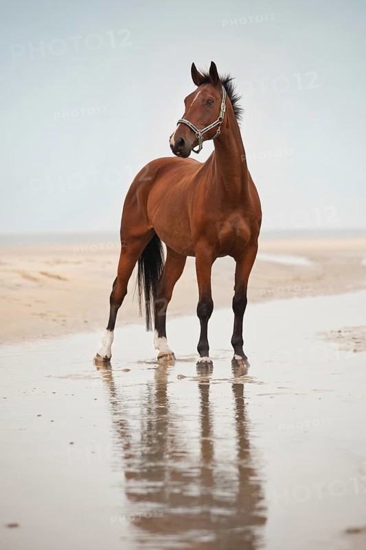 Hanoverian gelding