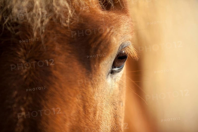 Eye of an Icelandic Horse