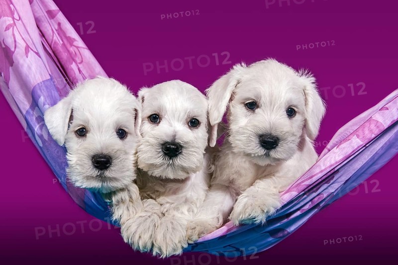 Three white Miniature Schnauzer puppies lying in a hammock