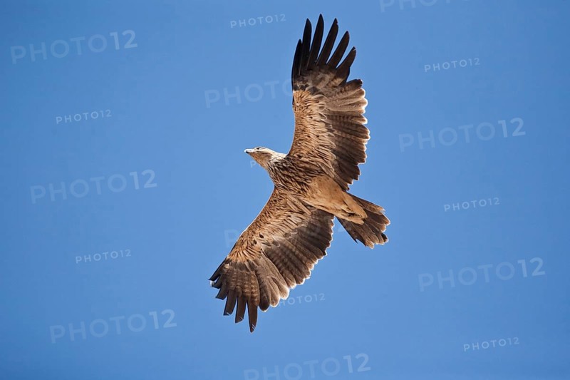 Imperial Eagle (Aquila heliaca) in flight