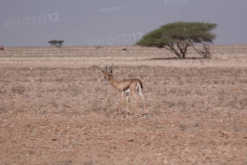 Arabian Oryx (Oryx leucoryx)