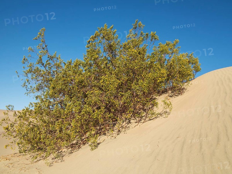 Honey Mesquite (Prosopis glandulosa torreyana) blooming in spring on a dune