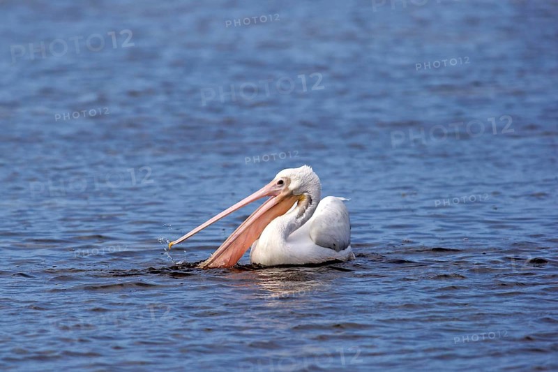 American American White Pelican (Pelecanus erythrorhynchos)