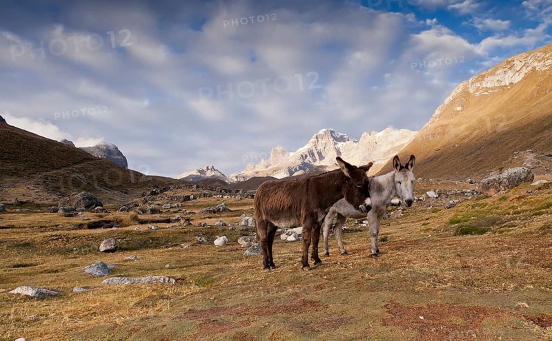 Two Donkeys (Asinus)