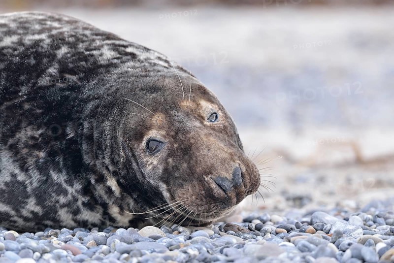 Grey Seal (Halichoerus grypus)