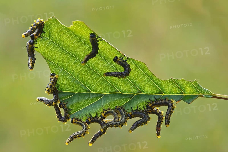 Larvae of the birch sawfly (Craesus latipes)