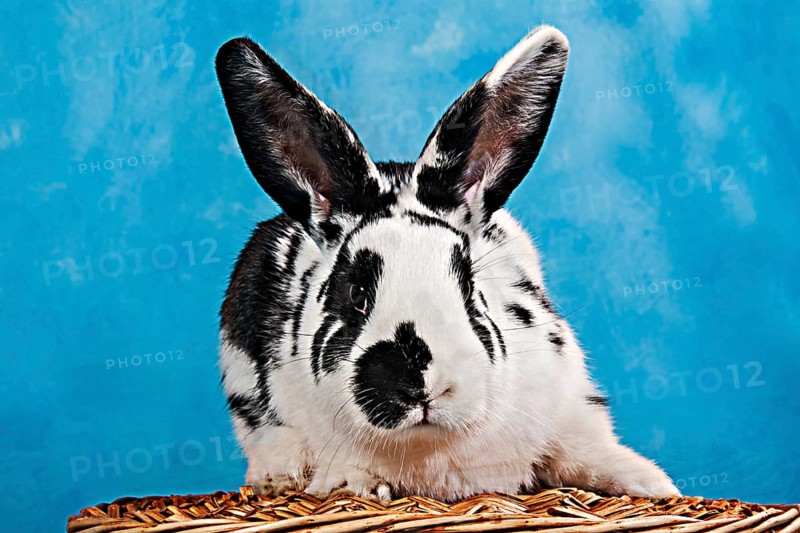 Black and white pinto rabbit