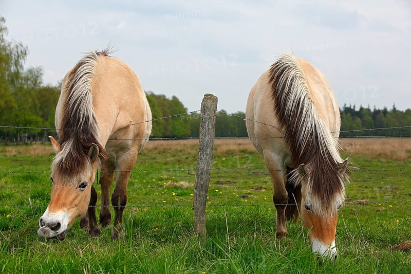 Two Norwegian Fjord Horses grazing grass over a barbed wire fence