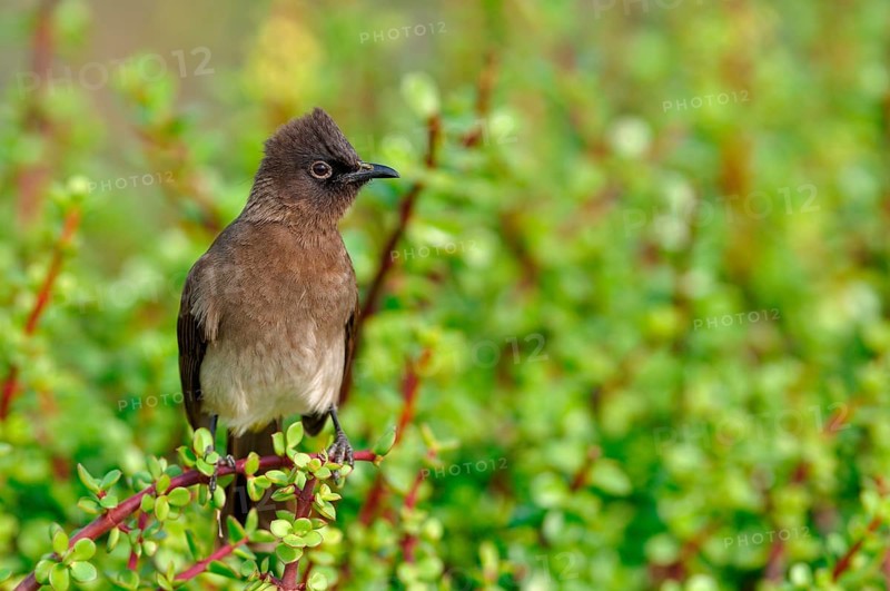 Cape Bulbul (Pycnonotus capensis)