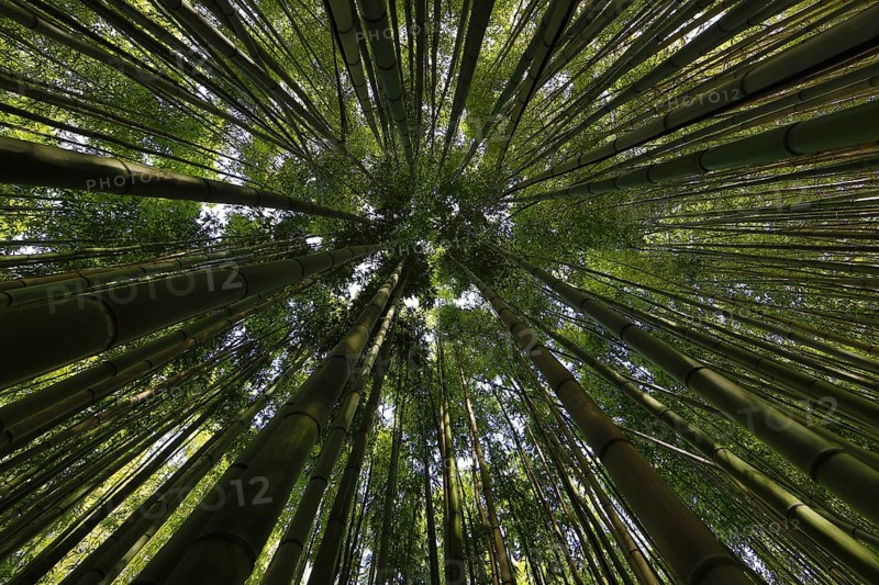 Canopy of a bamboo forest