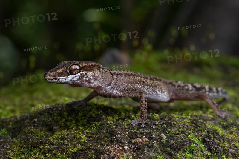 Stumpff's Ground Gecko (Paroedura stumpfii)