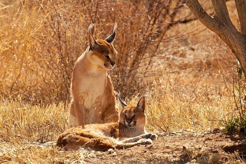 Pair of Caracals (Caracal caracal)