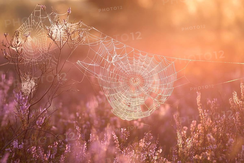An orb-weaver spider web in heath