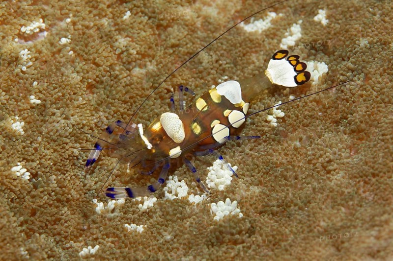 Pacific Clown Anemone Shrimp (Periclimenes brevicarpalis) on Anemone