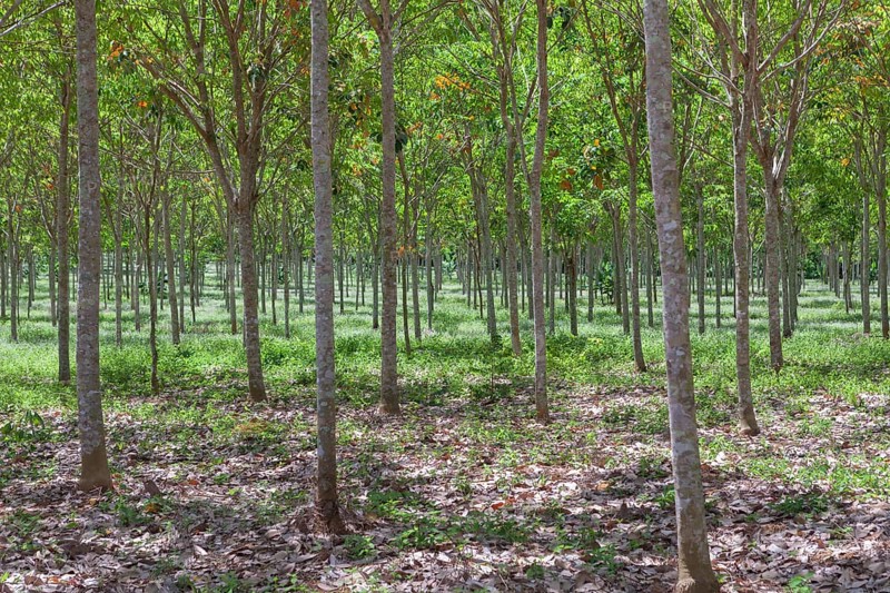 Rubber tree plantation