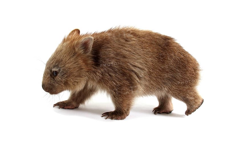 Common Wombat (Vombatus ursinus)