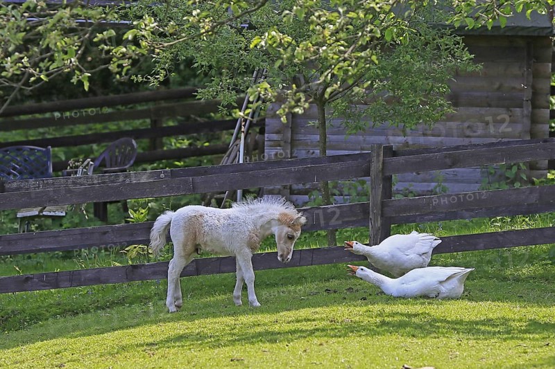 American Miniature Horse Foal at odds with geese