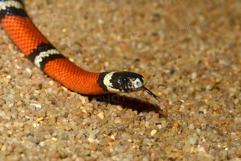 Scarlet kingsnake (Lampropeltis triangulum elapsoides)