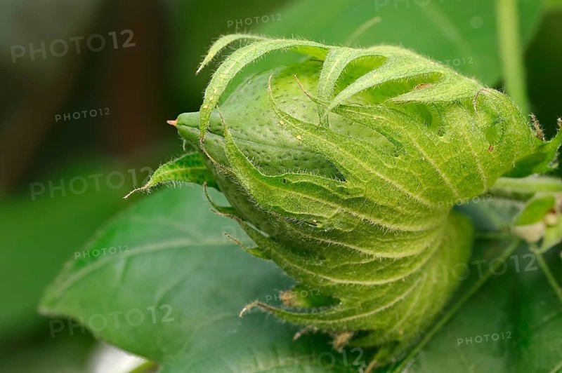Levant Cotton (Gossypium herbaceum)