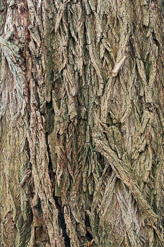 White willow (Salix alba)