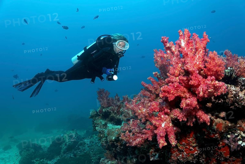 Diver looking at Carnation Corals (Dendronephthya klunzingeri) on a reef