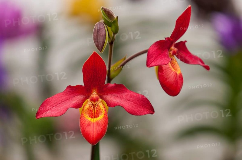 Flower of an orchid