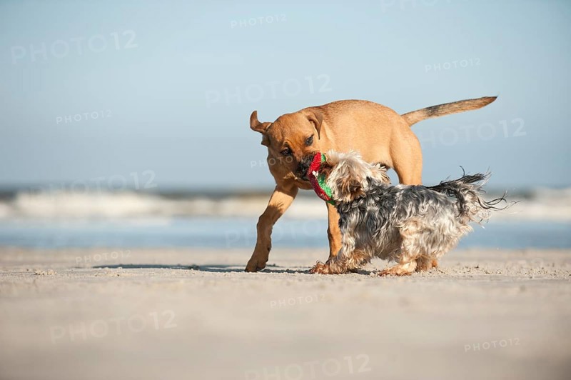 A Yorkshire Terrier and a mixed breed puppy playing on the beach