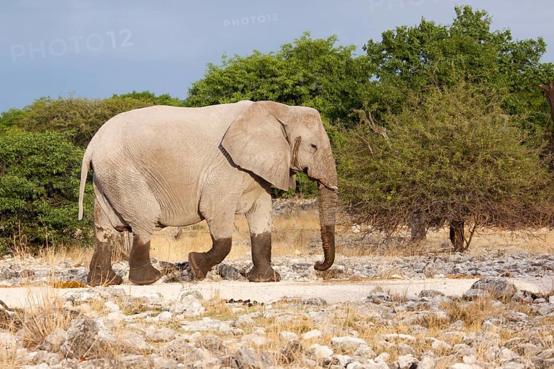 African Elephant (Loxodonta africana)