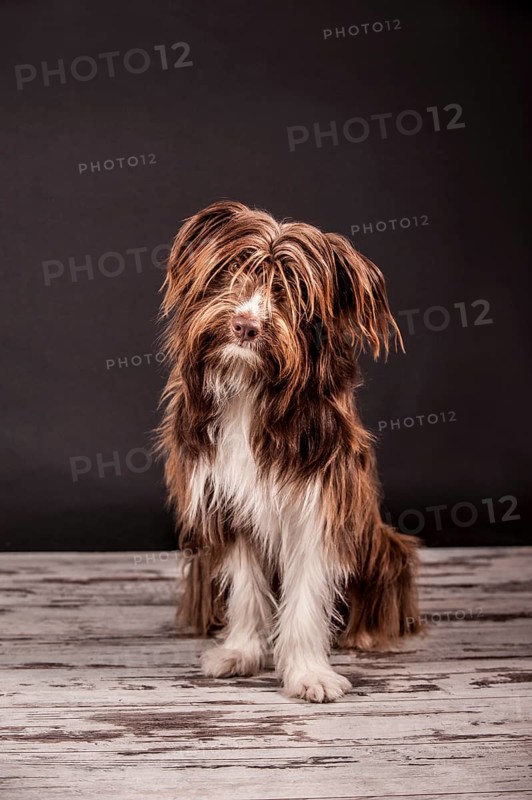 Sitting brown mixed-breed dog