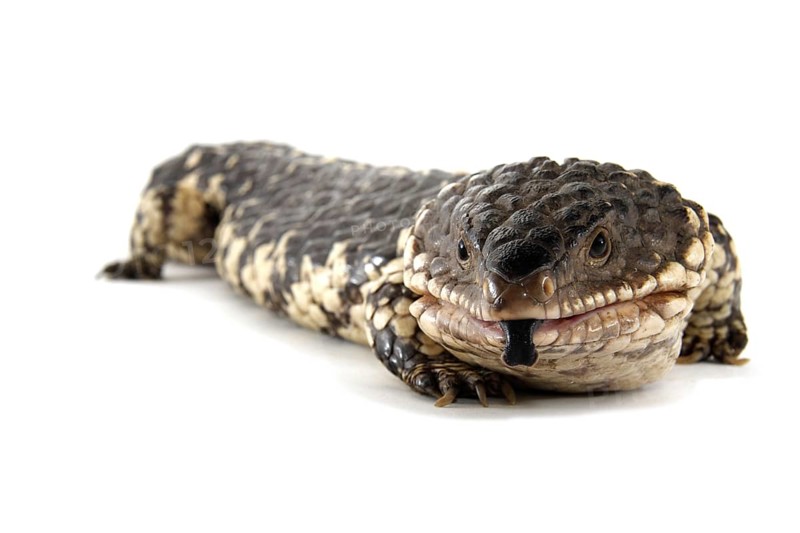 Shingleback Lizard or Bobtail (Tiliqua rugosa)
