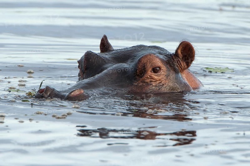 Hippopotamus (Hippopotamus amphibius)