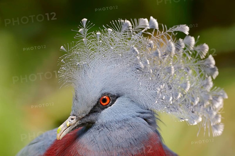 Victoria Crowned Pigeon (Goura victoria)