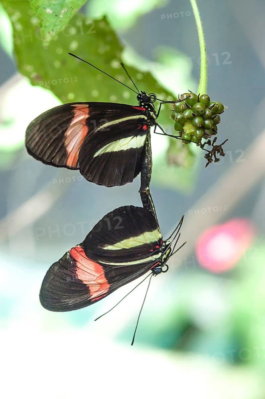 Red Postman or Red Passion Flower Butterflies (Heliconius erato) mating