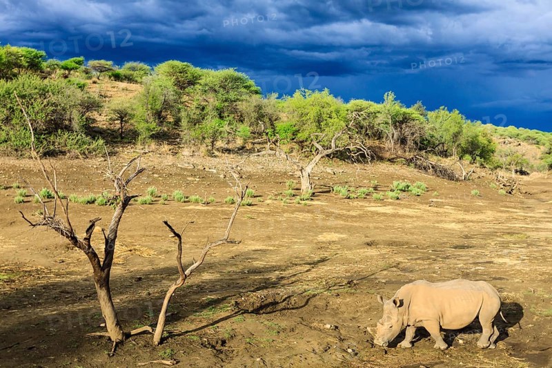 White Rhinoceros or Square-lipped Rhinoceros (Ceratotherium simum)