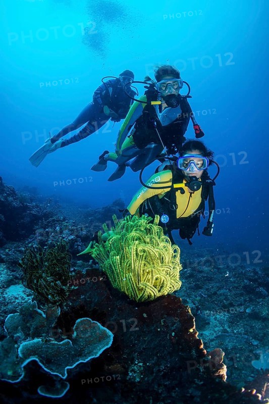 Group of scuba divers in a colourful coral reef observing a Feather Star (Crinoidea)