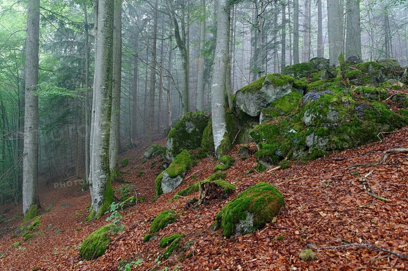 Misty forest