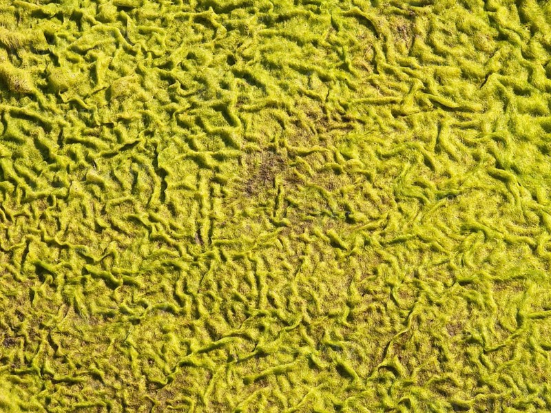 Patterns in a carpet of moss at the edge of the Olifants River