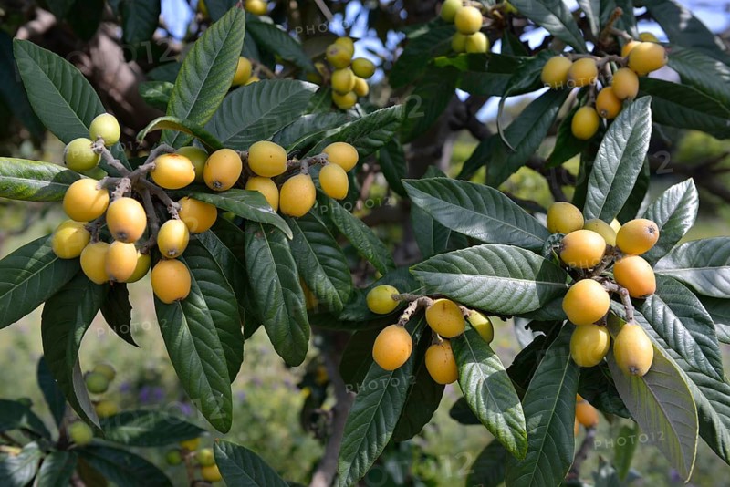 Loquat or Japanese Medlar (Eriobotrya japonica)