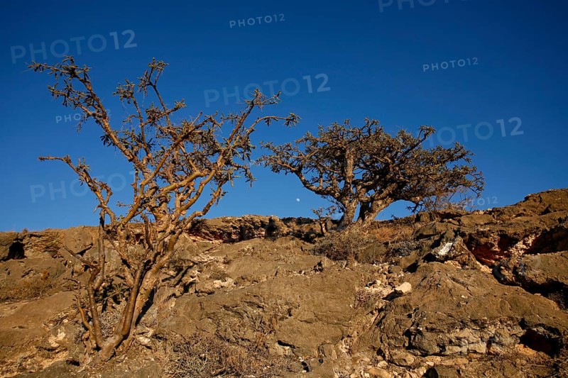 Frankincense Tree (Boswellia sacra)