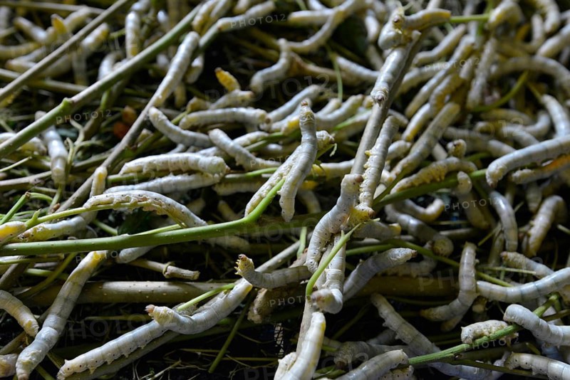 Silkworms (Bombyx mori) feeding on mulberry leaves