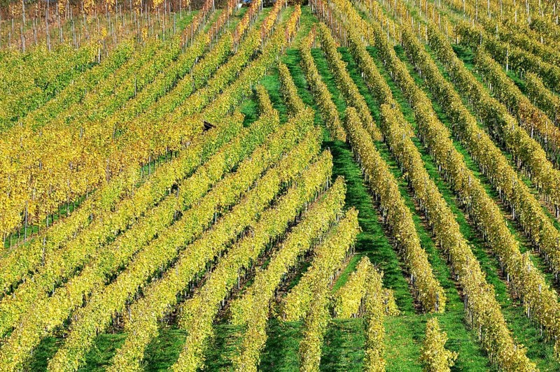 Vineyard in autumn