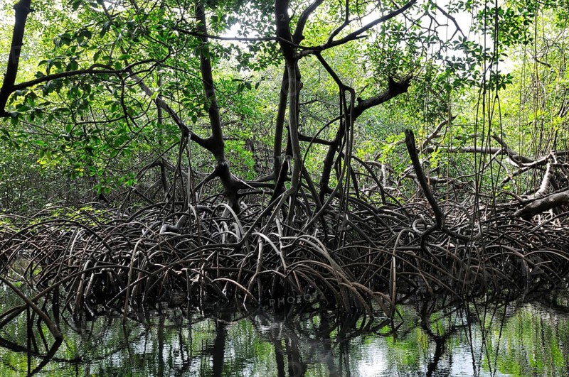 Mangroves near Isla Pedro Pelada